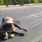 भारतमाला सड़क पर दर्दनाक हादसा, तेज रफ्तार वाहन ने 7 बैलों को कुचला, 5 की मौके पर मौत